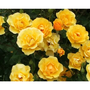Роза флорибунда Голден Дримс ø18 h40 см 89365246 STLM-2033166