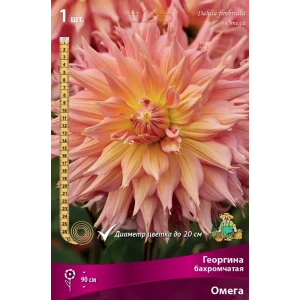 Георгина бахромчатая Омега луковица I 83593814 STLM-2041059