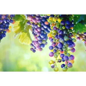 Листовая панель ПВХ Виноград 1002x602x0.5 мм 0.6 м²