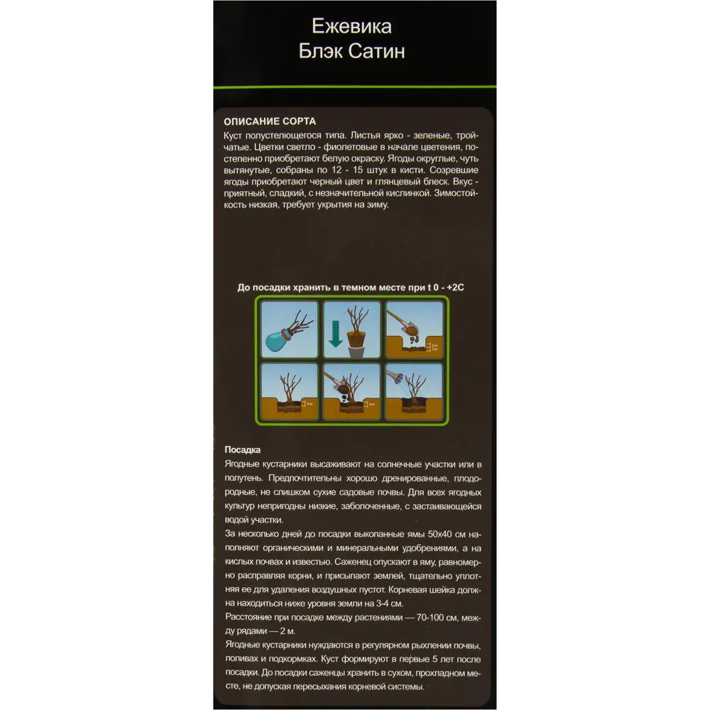 Ежевика Блэк Сатин в тубе 82539553 STLM-2023986 BLOOMING LIFE  - Вид №2