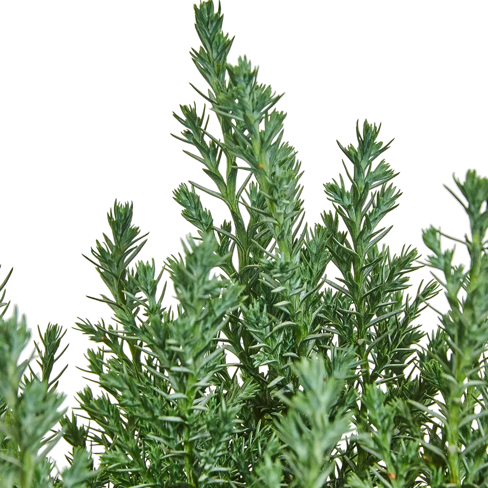 Кипарисовик в джуте с игрушкой 13x50-55 см 2 цвета 82769610 STLM-2096460 Santreyd  - Вид №2