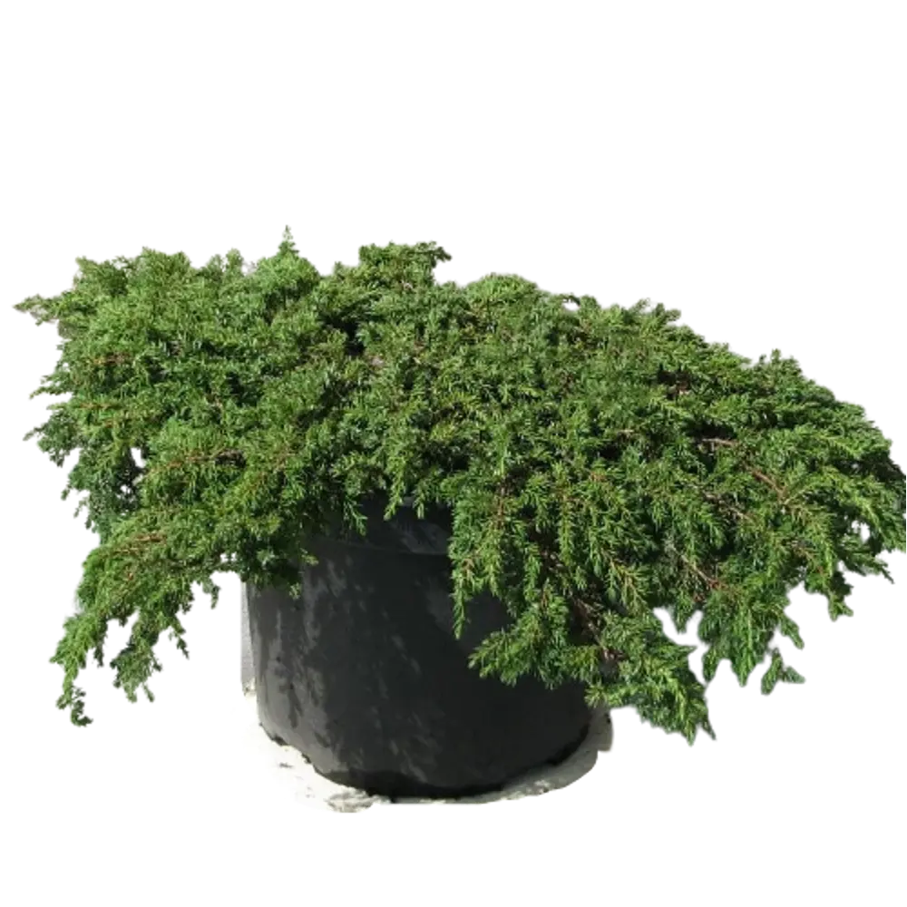 Можжевельник обыкновенный Грин Карпет ø19 h45 см PLANTMARKET STLM-2040009