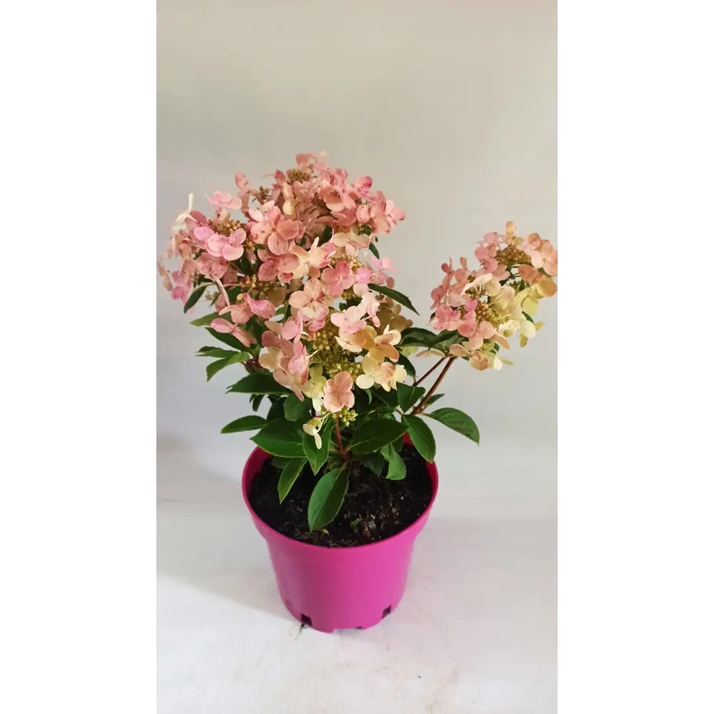Гортензия метельчатая Полестар ø19 см h30 см 85234798 STLM-2023394 Santreyd 
