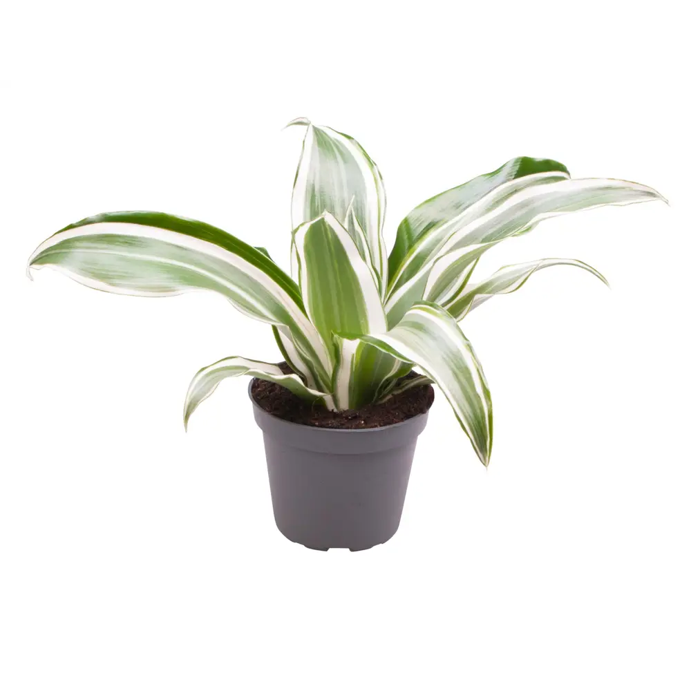 Santreyd Драцена Драгон Три Вайт Джевел — изящное украшение интерьера 89374994 STLM-1329725