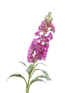 30.0613155VL Маттиола (Левкой) светло-фиолетовая Цветочная коллекция