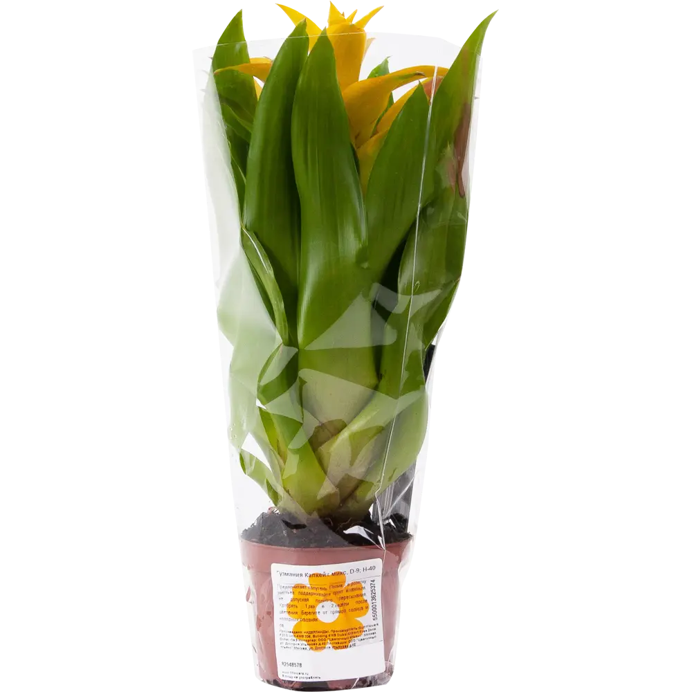 Гузмания Капкейк микс 9x40 см 82548578 STLM-2184943 Santreyd  - Вид №3