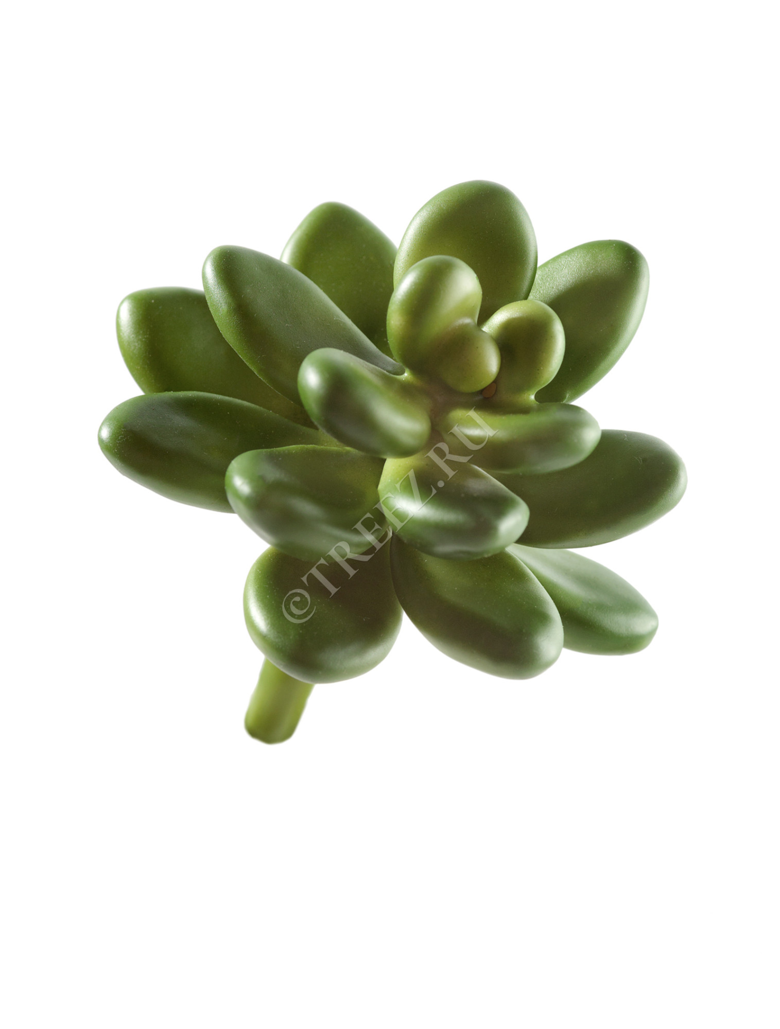 30.0610032 Мини-суккулент Эхеверия Амоена Кристата Цветочная коллекция 