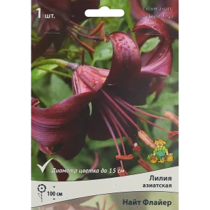 Лилия азиатская Найт Флайер 85186028 STLM-2209601