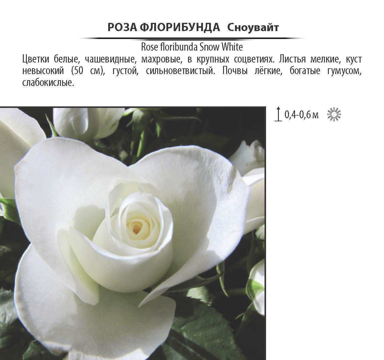 Роза флорибунда Сноувайт Santreyd — белоснежное украшение сада 18475039 STLM-0010933 - Вид №1
