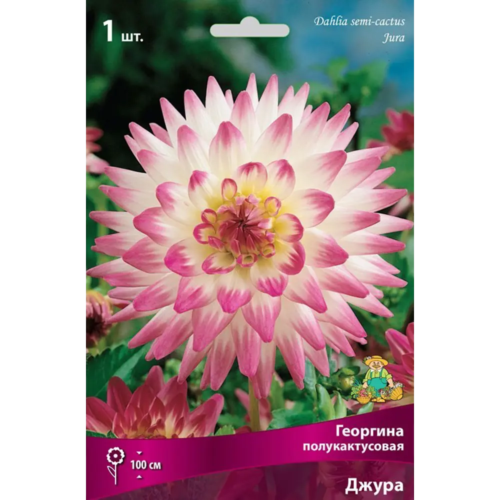 Георгина полукактусовая Джура луковица I 83593774 STLM-2100245 Santreyd 