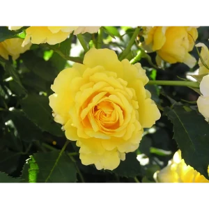 Роза Флорибунда Фрезия ø19 h55 см 84827519 STLM-2069520