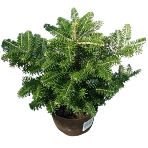 Пихта корейская Кореиана ø19 h60 см