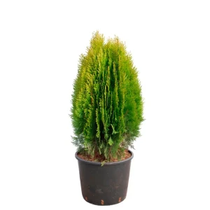 Плосковеточник Ауреа Нана ø11 h20 - 22 см