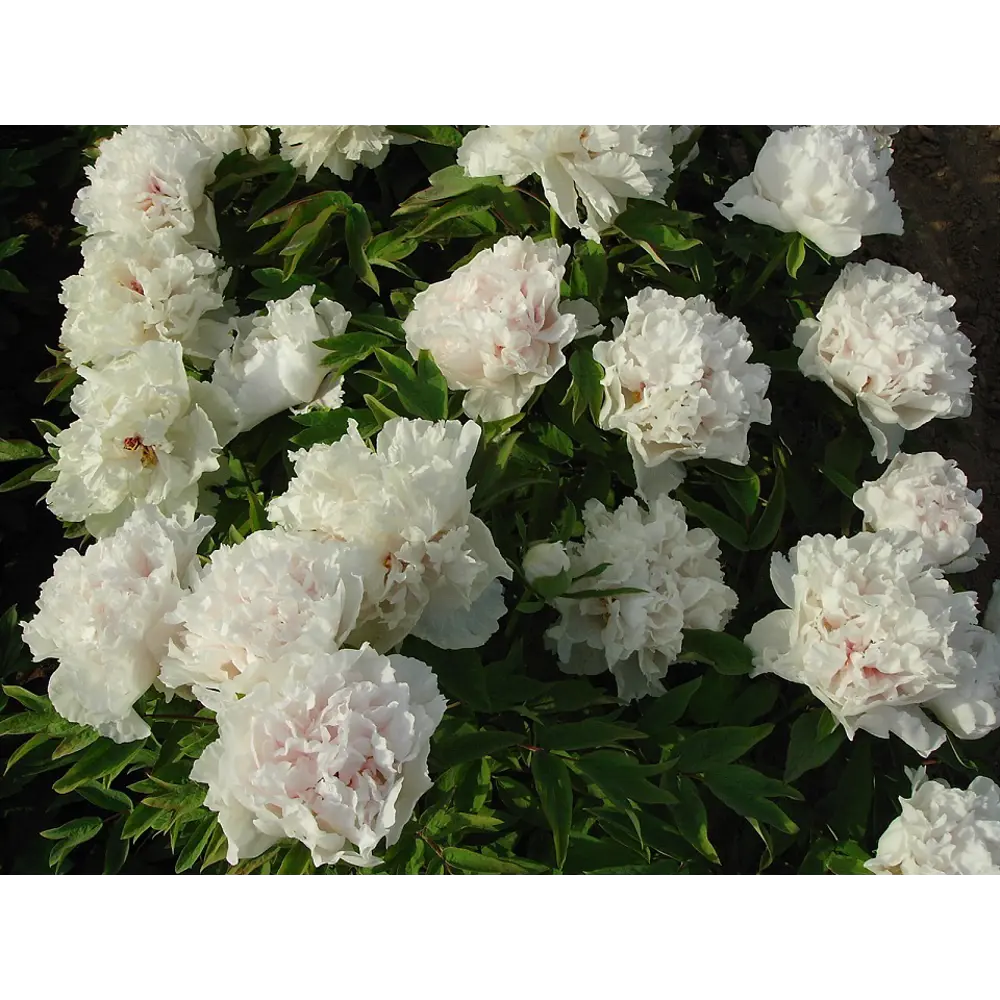 Пион древовидный Горный хрусталь в тубе 82539500 STLM-2195902 BLOOMING LIFE 