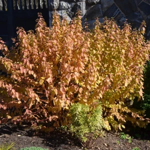 Дерен Анна Винтер Оранж кроваво-красный ø15 h35 см