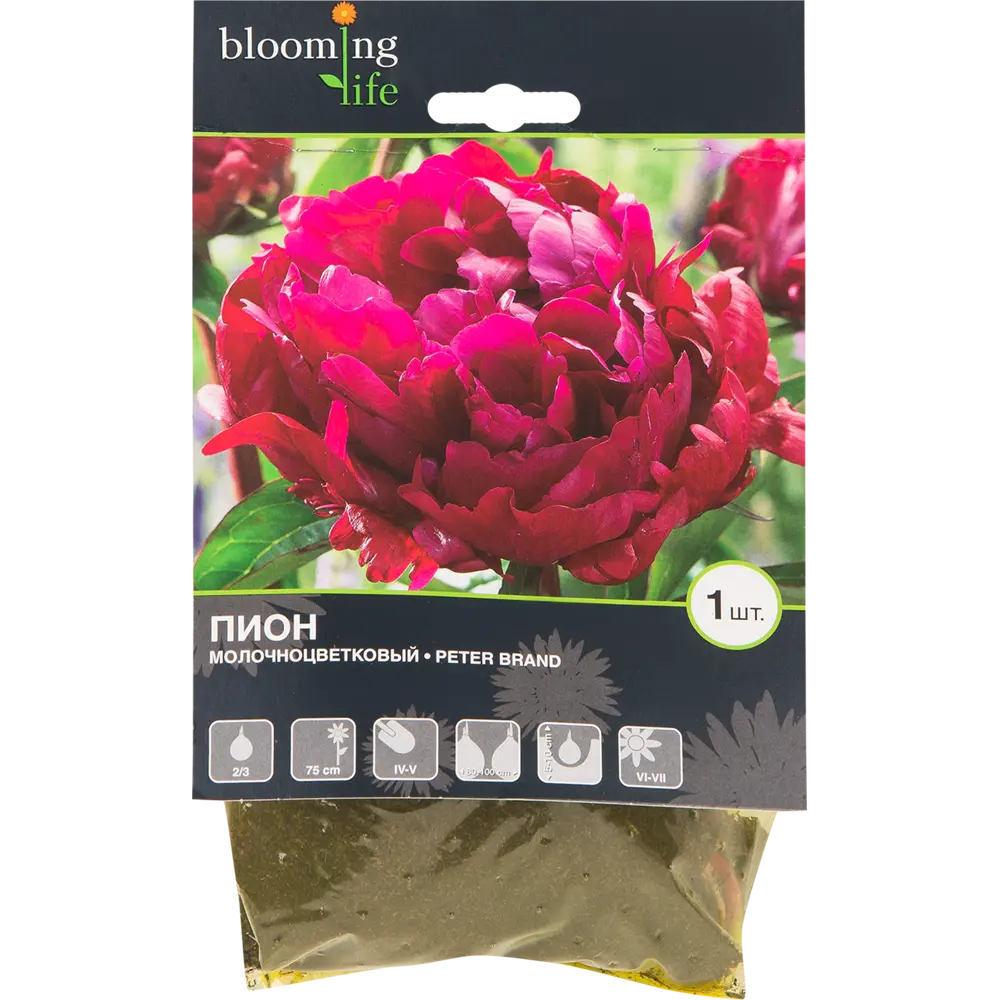 Пион молочноцветковый «Питер Бренд» 82539399 STLM-2012201 BLOOMING LIFE 
