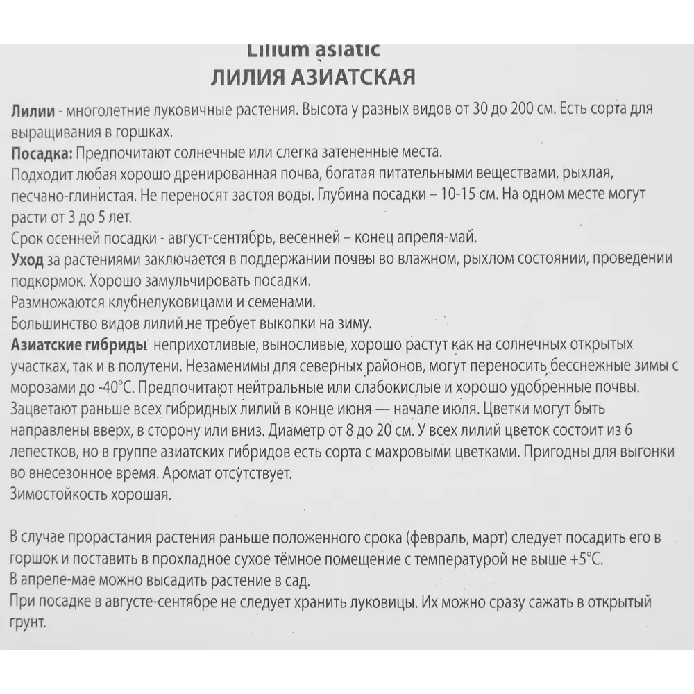ПОИСК Лилия азиатская махровая Эйприкот Фадж с оранжево-белыми цветами 85205789 STLM-0966432 - Вид №2