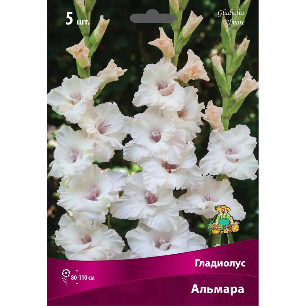 Гладиолус крупноцветковый Альмара луковица 12/14 83596401 STLM-2058808 Santreyd 