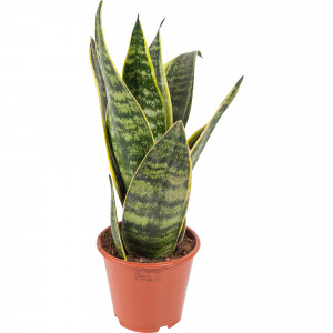 82850384 Сансевиерия "Футура Суперба" 12х30 см