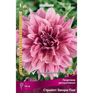 Георгина декоративная Страйпт Эмори Пол луковица I 83593823 STLM-2112914