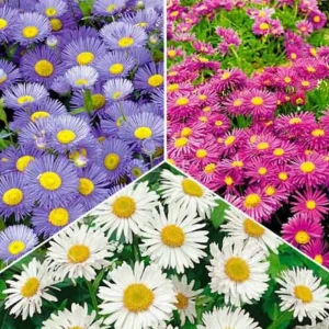 Астра альпийская микс - многолетняя рассада цветов для сада 89416537