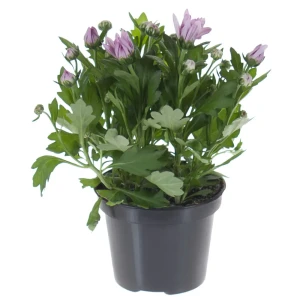 Хризантема микс ø12 h25 см 17699065 STLM-2141502