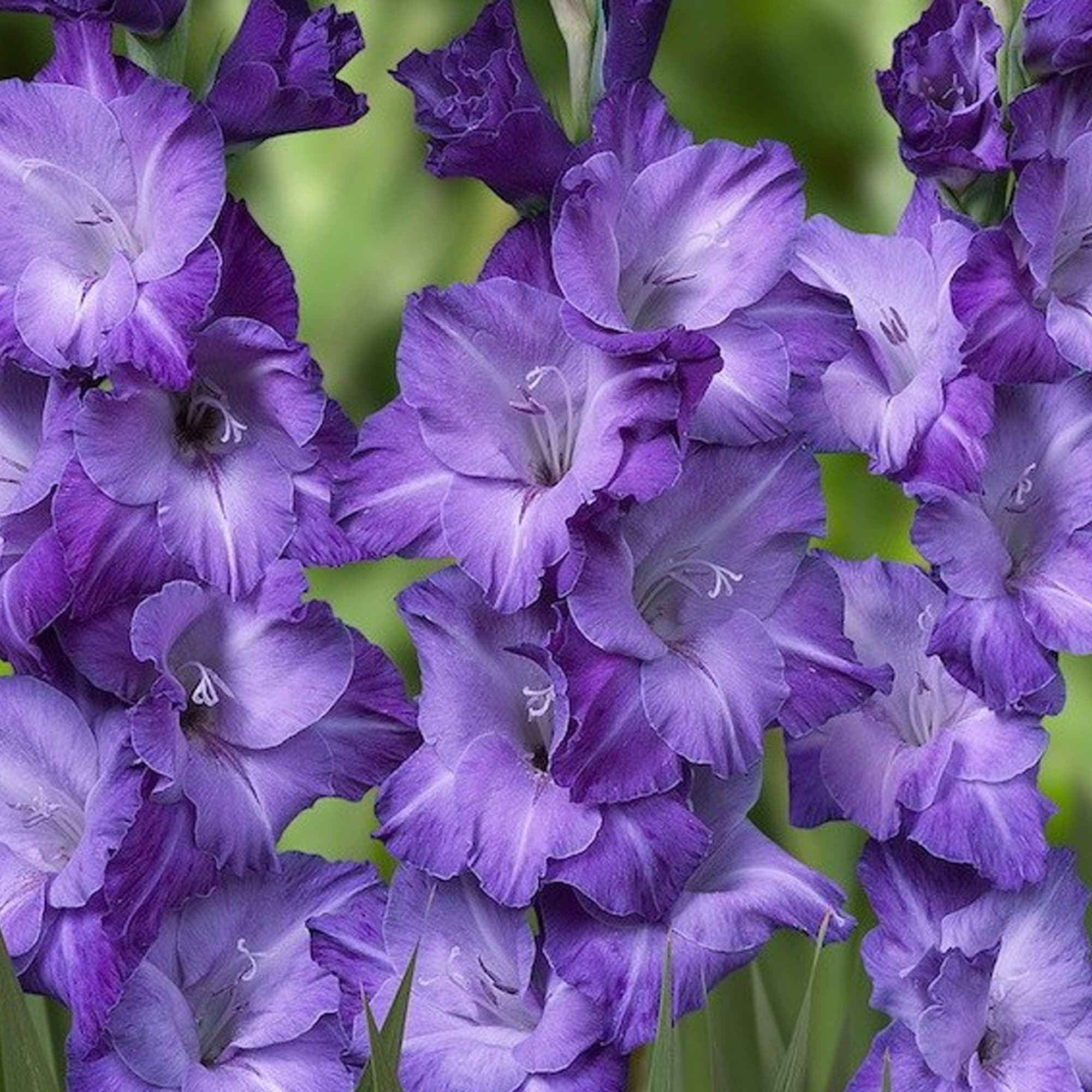 12616531 Гладиолус Крупноцветковый Блюз 14/ Santreyd 