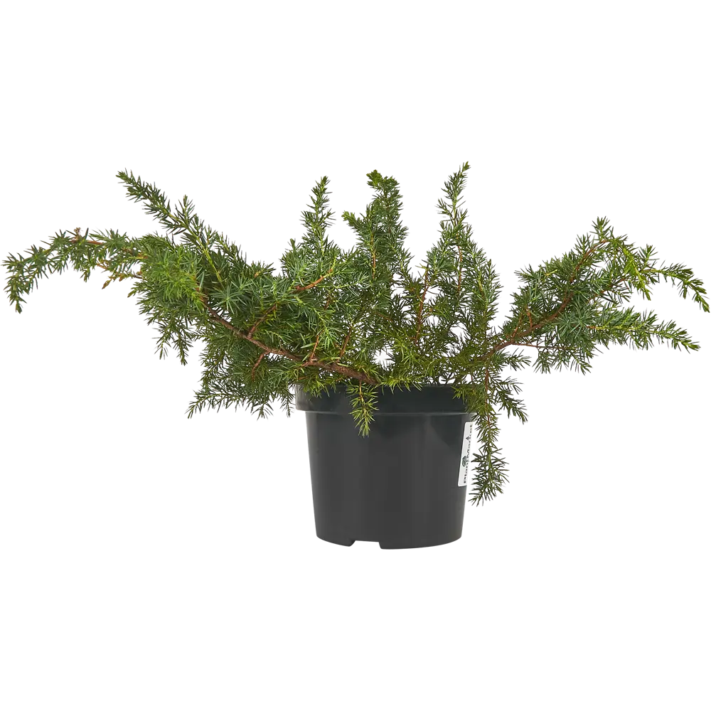 Можжевельник прибрежный Шлагер ø15 h45 см 84834049 STLM-2084972 PLANTMARKET 