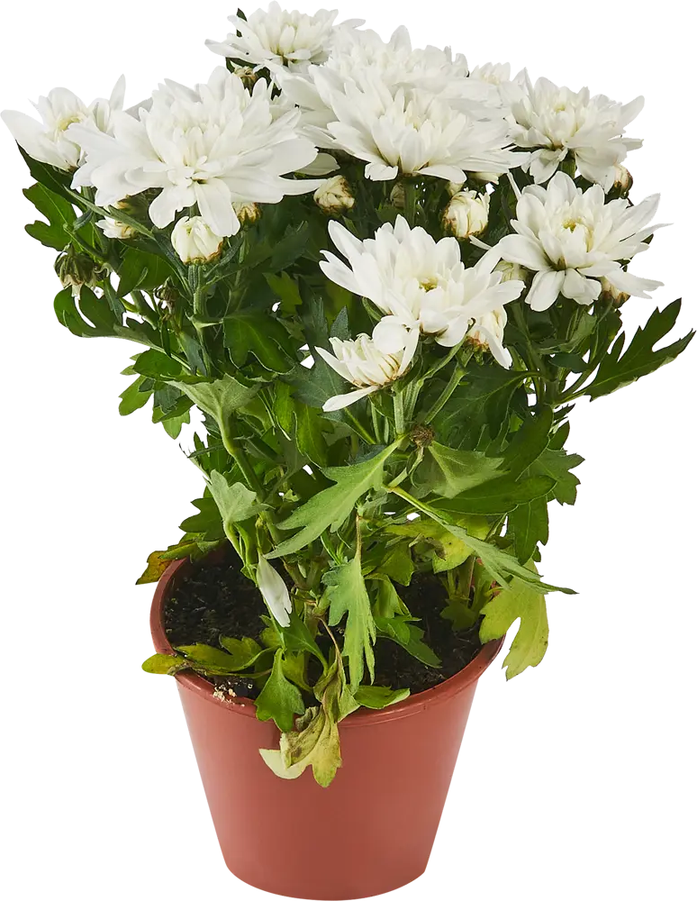 85324991 Хризантема микс ø14 h30 см STLM-0966552
