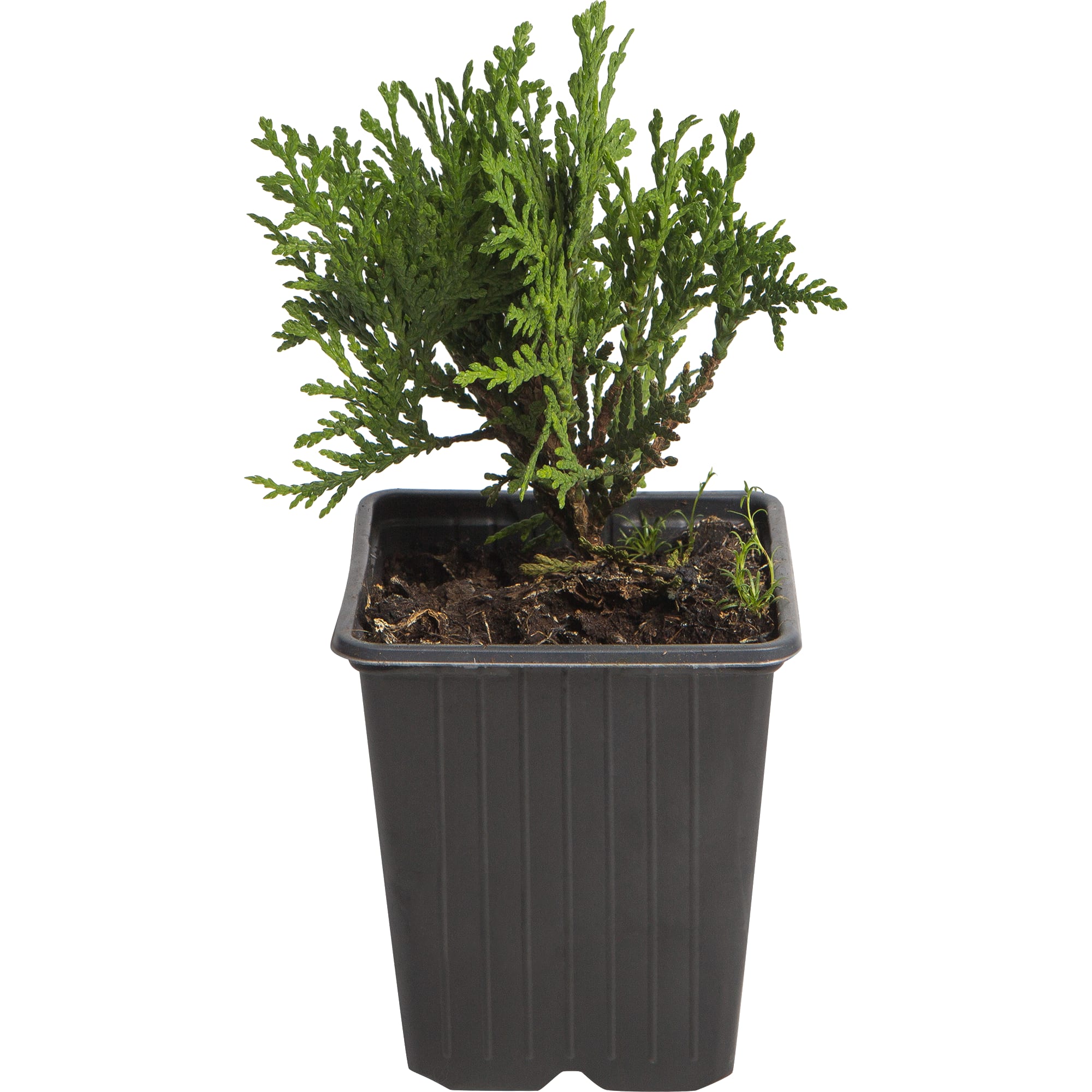 82601605 Туя западная «Даника» 9x12.5 см Santreyd 