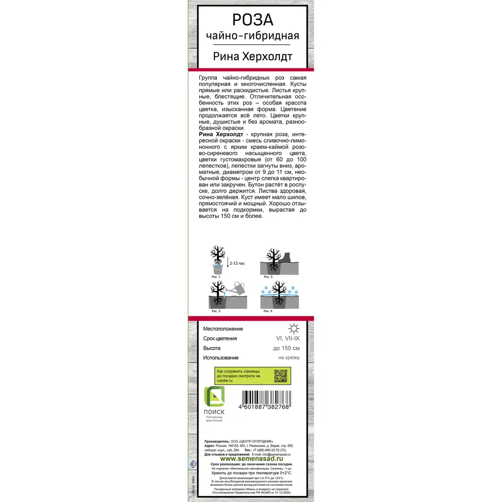 Роза чайно-гибридная Рина херхолд h37 см 83786570 STLM-2205995 Santreyd  - Вид №2