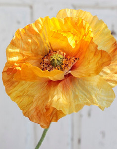 4558 306 a3 Мак синтетический, 1 цветок, 1 бутон, 74 см, желто-оранжевый H-andreas