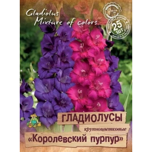 Гладиолусы крупноцветковый Королевский пурпурный, 25 шт.