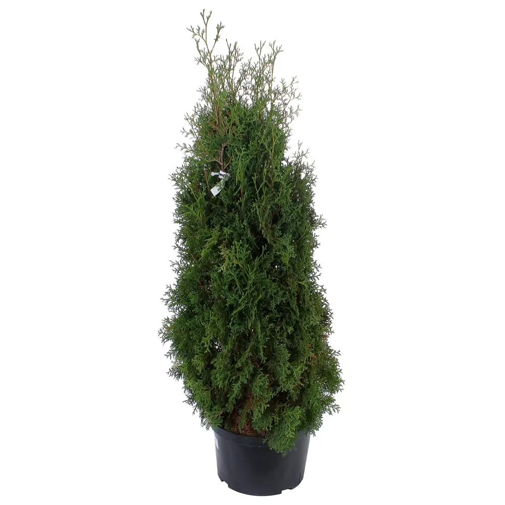 Туя западная фастигиата С25 120-140 см 81966560 STLM-2127546 ГАВРИШ 