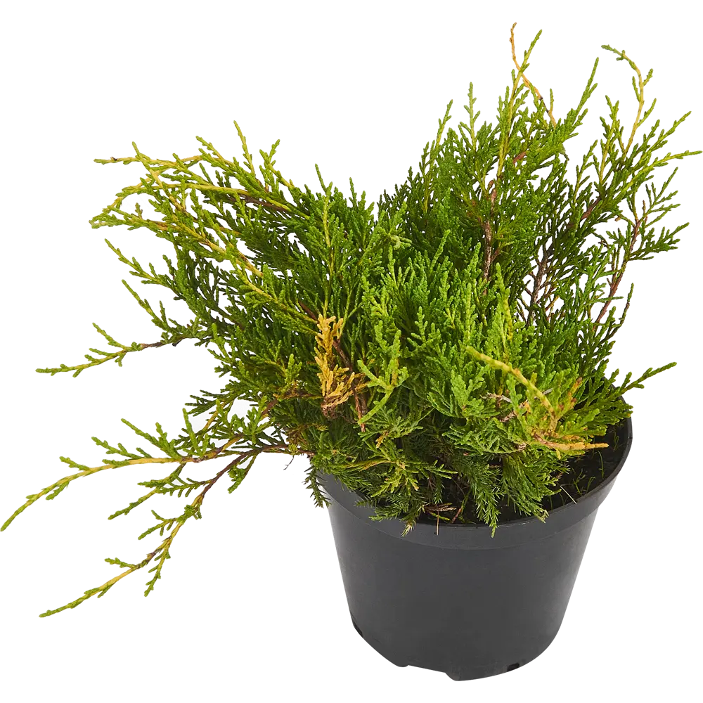 Можжевельник Пфицериана (средний) Голд Коуст ø19 см h40-60 см 85088133 STLM-2166385 Santreyd 