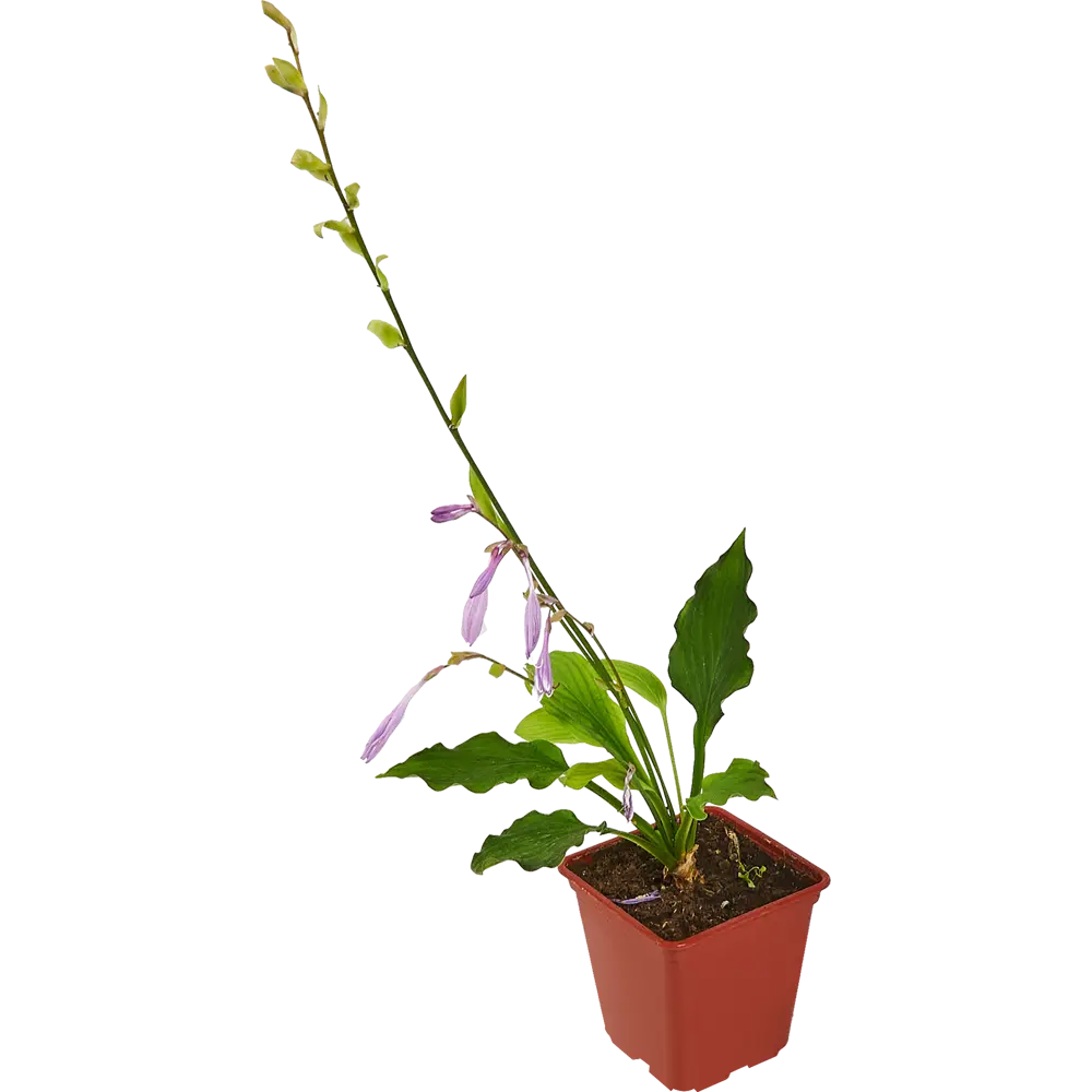 Хоста микс декоративная для сада и балкона ø13.6 h25 см 82741500 Santreyd STLM-1584026