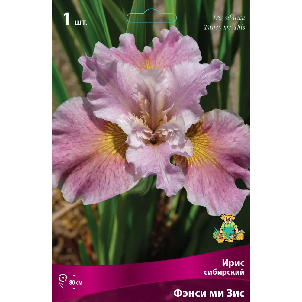 Ирис сибирский «Фэнси ми Зис» разбор I 82662340 STLM-2067949 Santreyd 