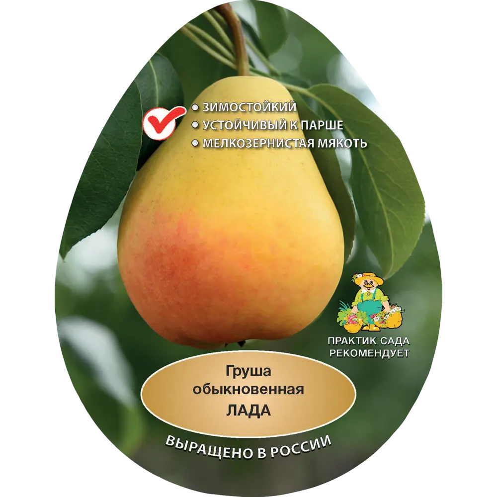 Груша обыкновенная Лада h200 см Поиск Инвест 84399305 STLM-2209953 Santreyd 