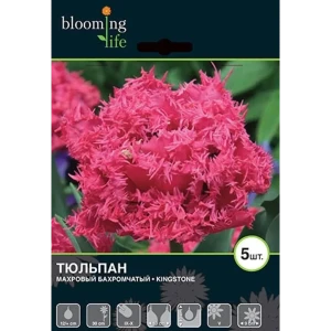 Тюльпан Кингстон 12/plus, 5 шт. 13275345 STLM-2030197