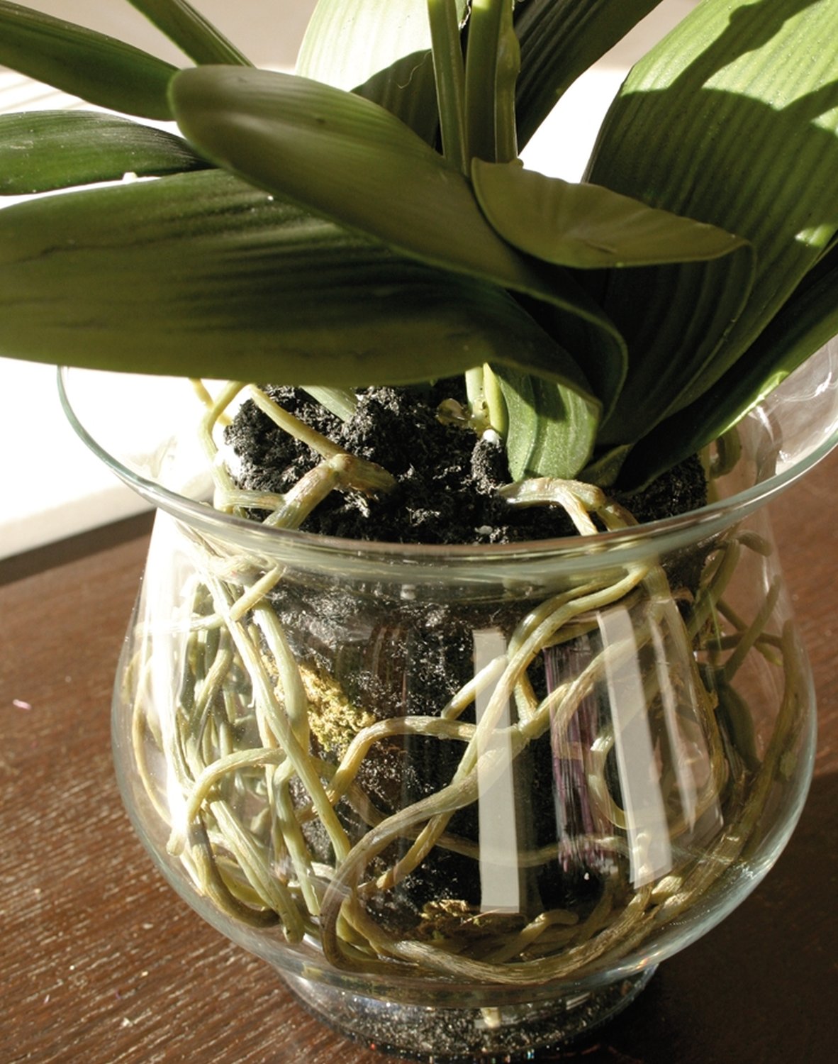 2587 778 a3 Пластиковая орхидея Phalaenopsis в стеклянном горшке, 58 см, real touch, бежево-белая H-andreas  - Вид №4