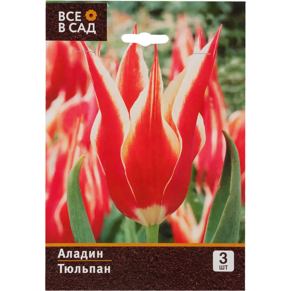 Тюльпан Аладдин 10/11, 3 шт. 11136210 STLM-2007400 Santreyd 