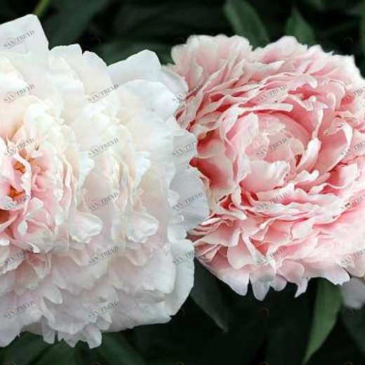 P-059 Фотообои DIVINO L&P 3х1.47 м P059