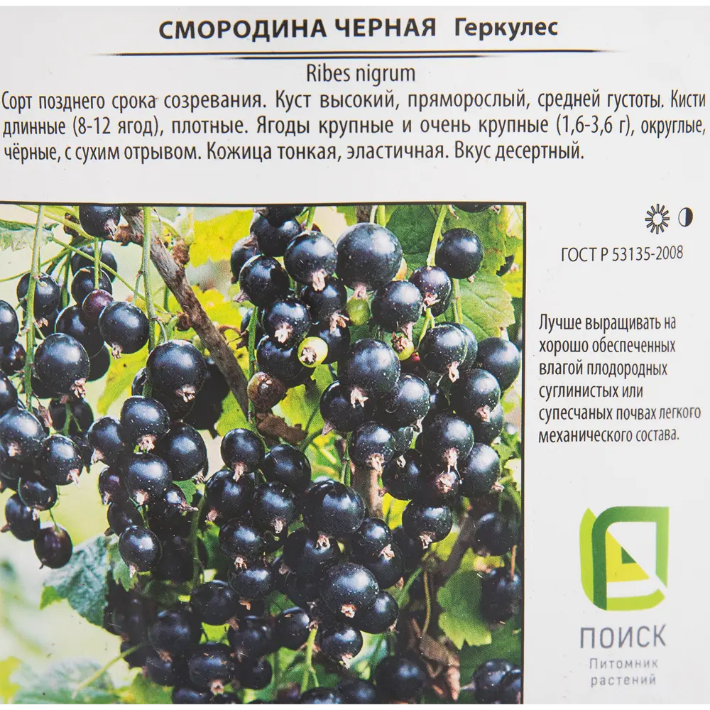 Смородина чёрная «Геркулес» 17x30 см 82585441 STLM-2015778 Santreyd  - Вид №3