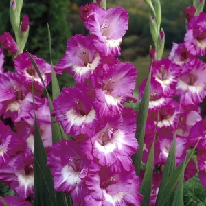 Гладиолус Geolia «Valencia», 10х12 см