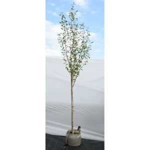 Береза полезная «Жакмана» 45x200-250 см 82676703 STLM-2076284