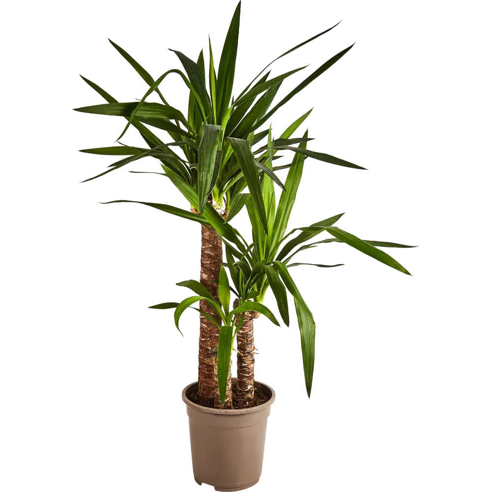 Юкка Santreyd — вечнозеленый очиститель воздуха для вашего дома 89352950 STLM-1523377 - Вид №1