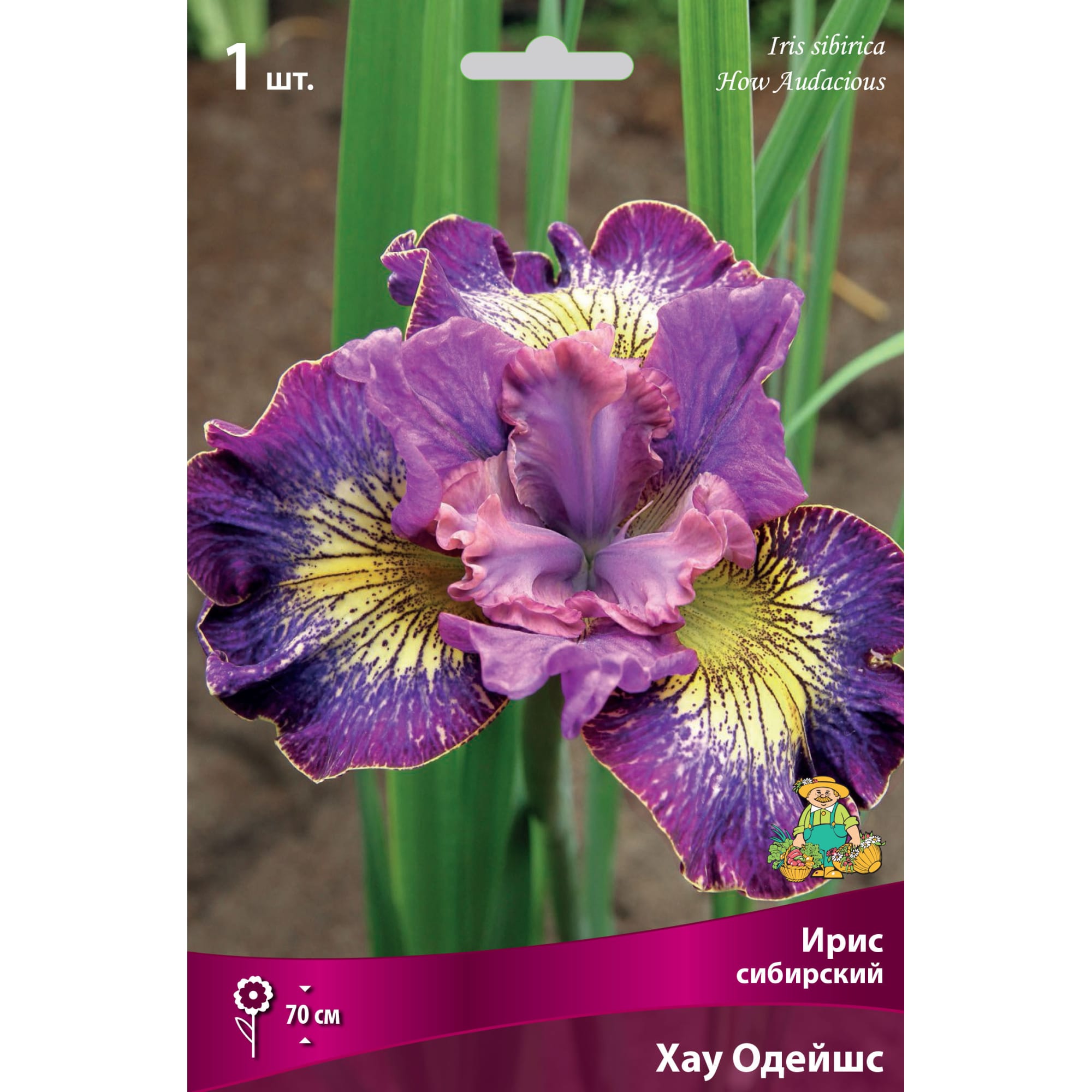 82662341 Ирис сибирский «Хау Одейшс» разбор I Santreyd 