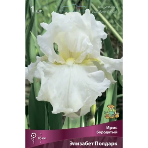 Ирис бородатый Элизабет Полдарк 85204819 STLM-2055023