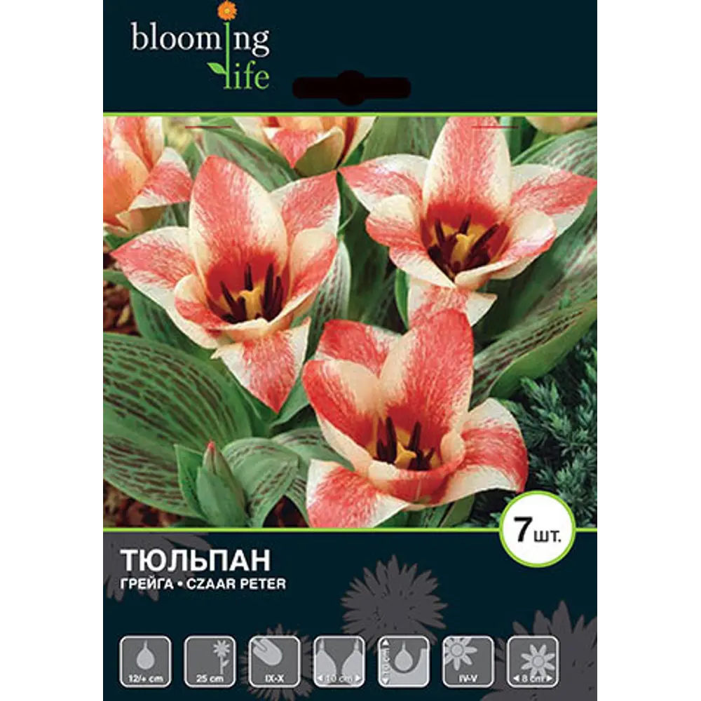 Тюльпан «Царь Петр» размер луковицы 12, 7 шт. 82665992 STLM-2016896 BLOOMING LIFE 