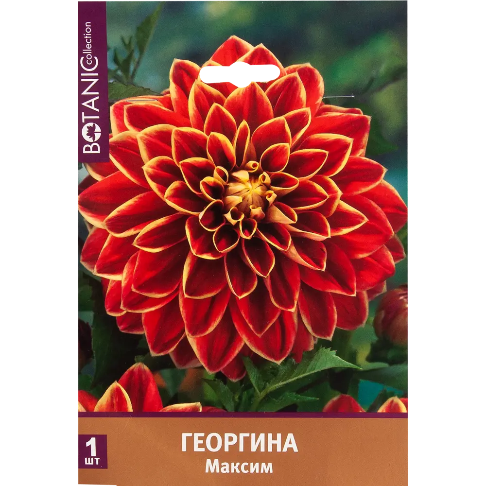 Георгина декоративная Максим I, 1 шт 82539300 STLM-2009683 Santreyd 
